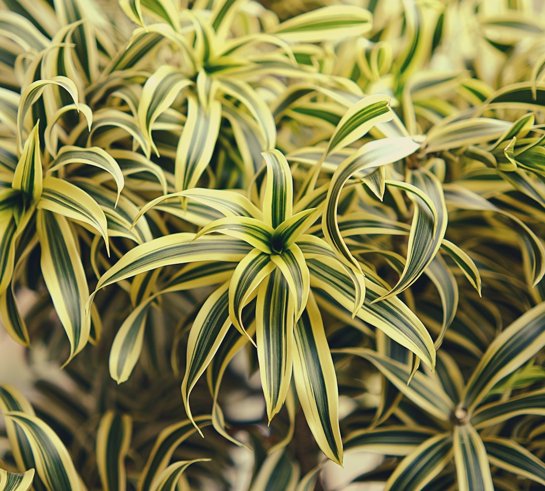 The Unheralded Subtropical Plant Paradises Around the Globe - Journ… — The Unheralded Subtropical Plant Paradises Around