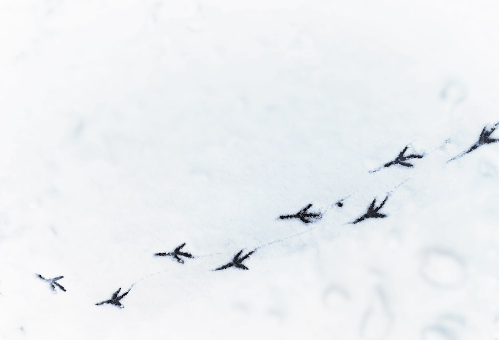 a flock of birds flying over a snow covered ground