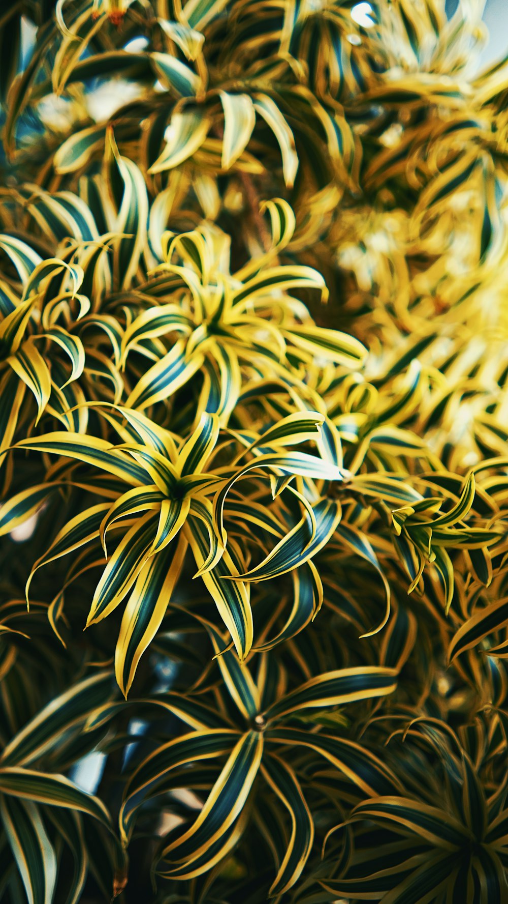 노란색과 녹색 잎이있는 식물의 클로즈업