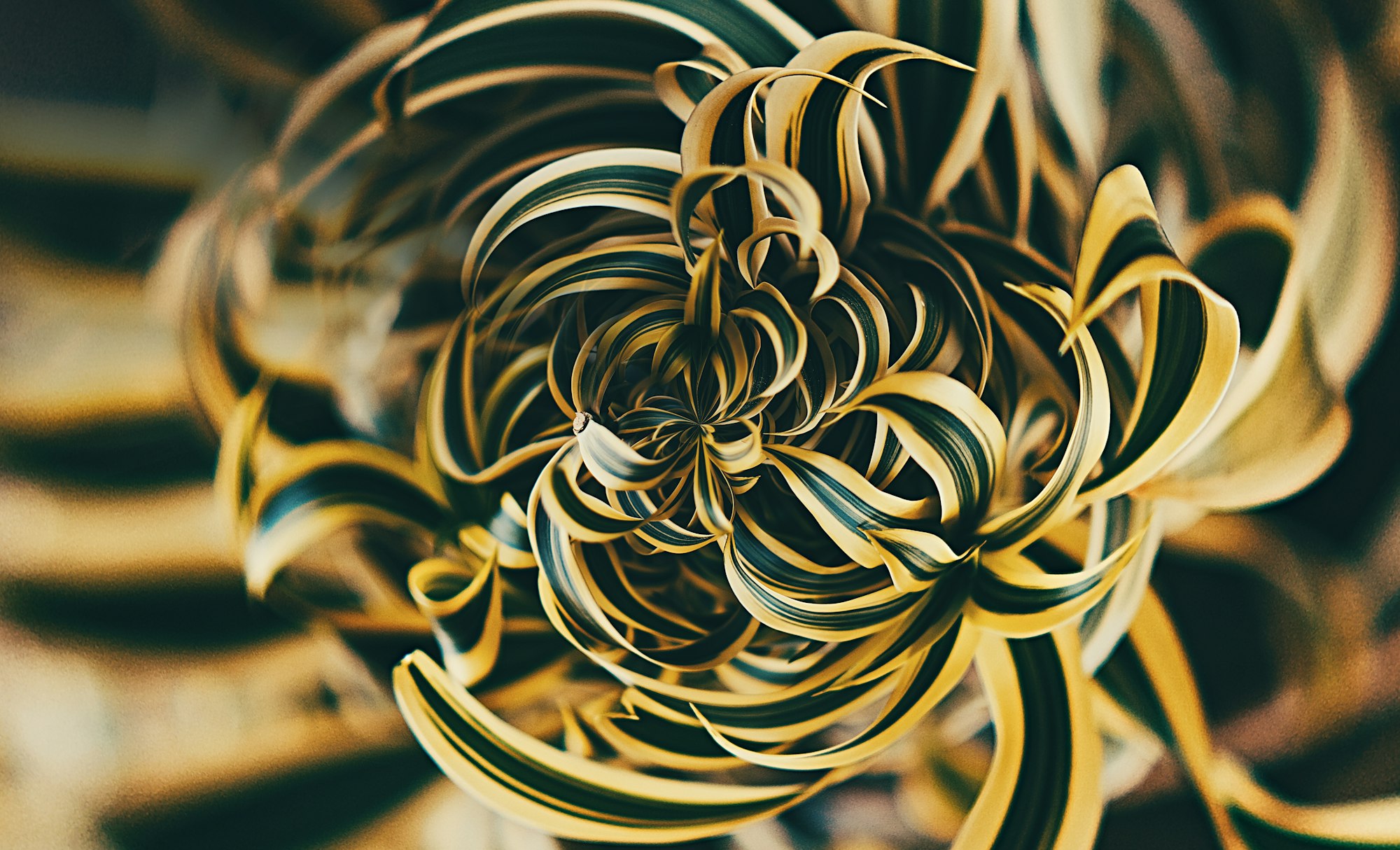 Dracaena reflexa (coined "song of Jamaica" or "song of India") swirled abstract.