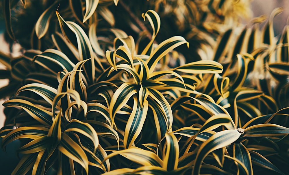 um close up de uma planta com folhas amarelas e verdes