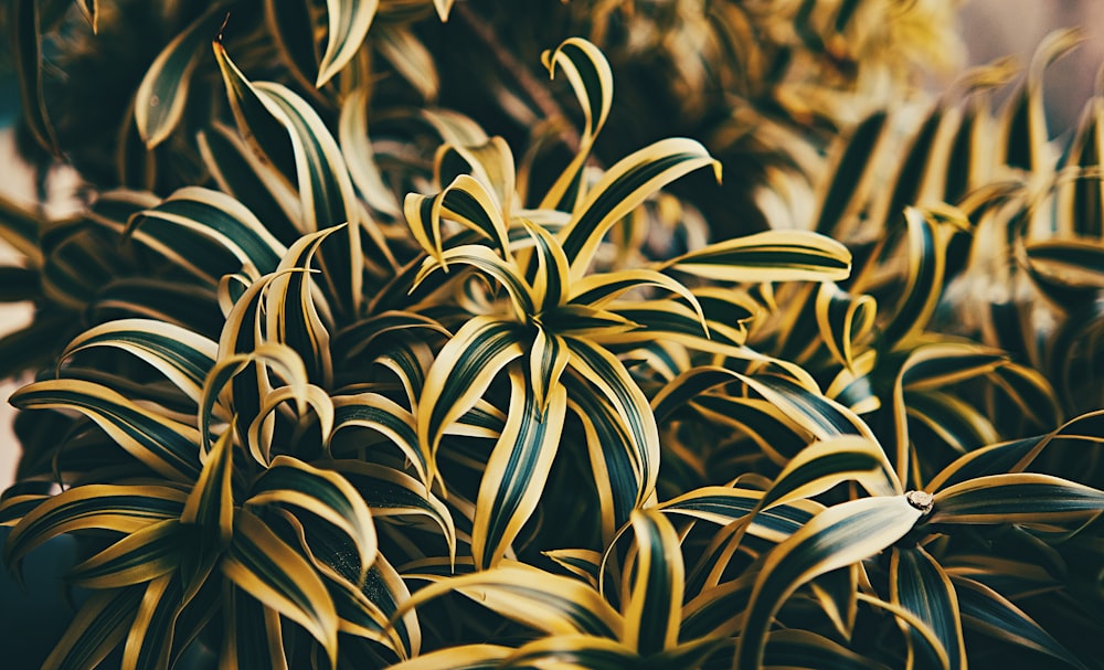 a close up of a plant with yellow and green leaves