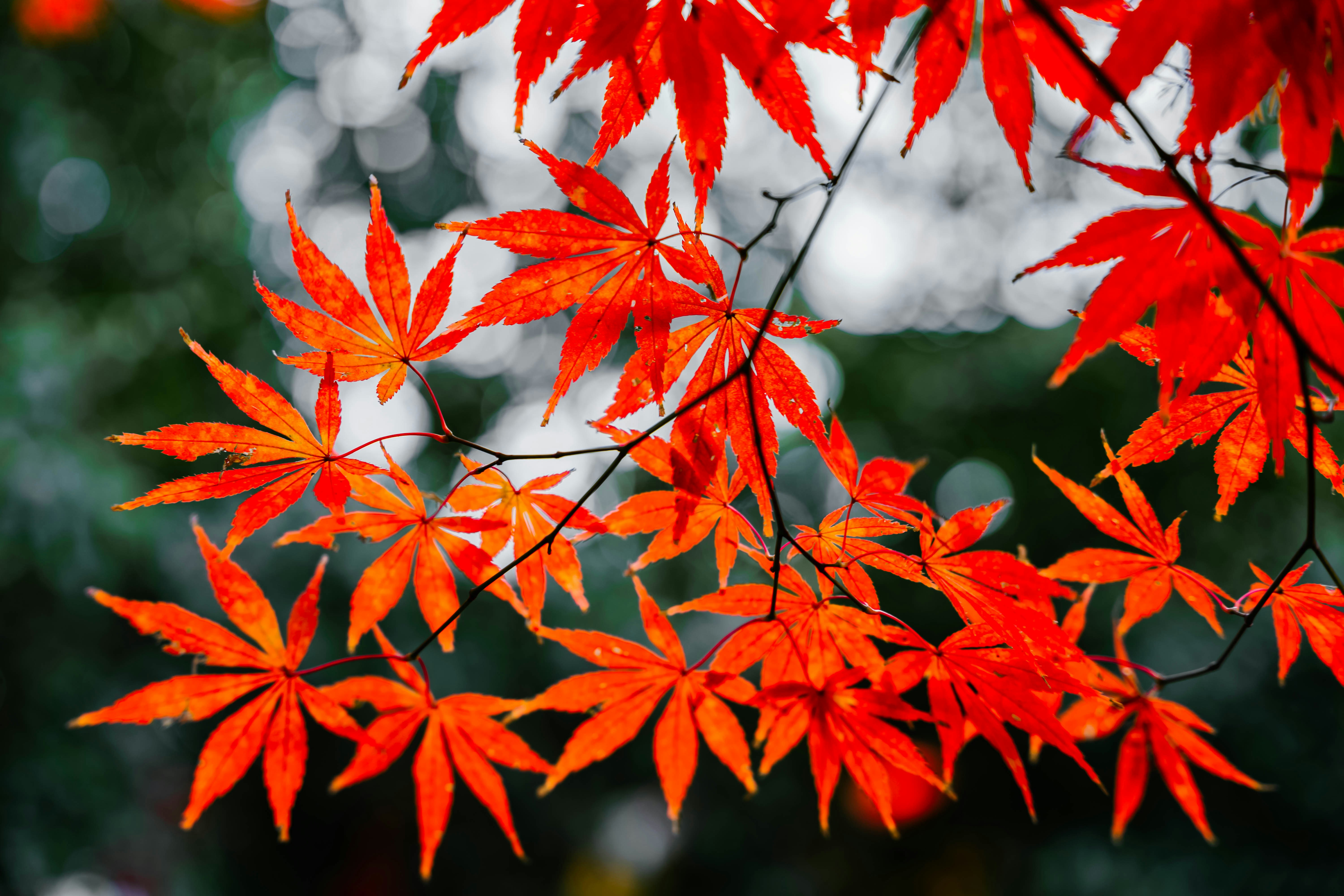 Photo by mocking_bird