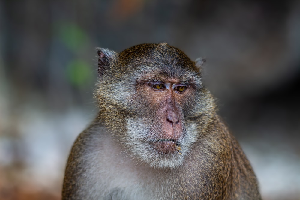 a close up of a monkey with a blurry background