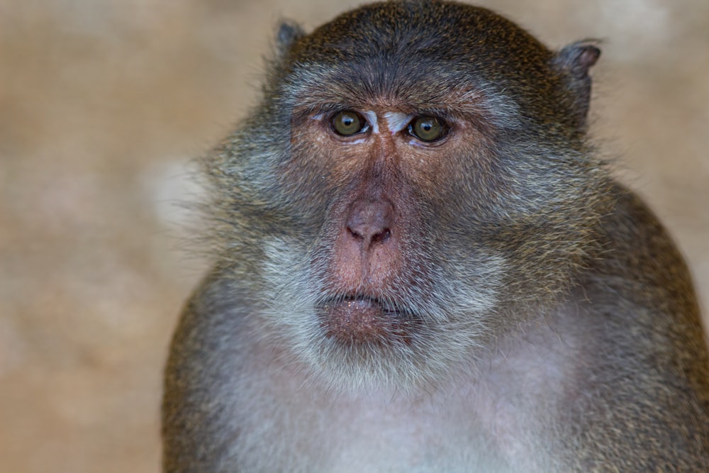 a close up of a monkey with a blurry background