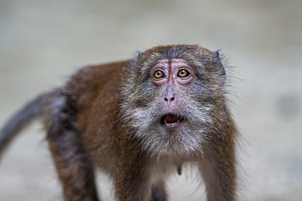a close up of a monkey with a surprised look on its face
