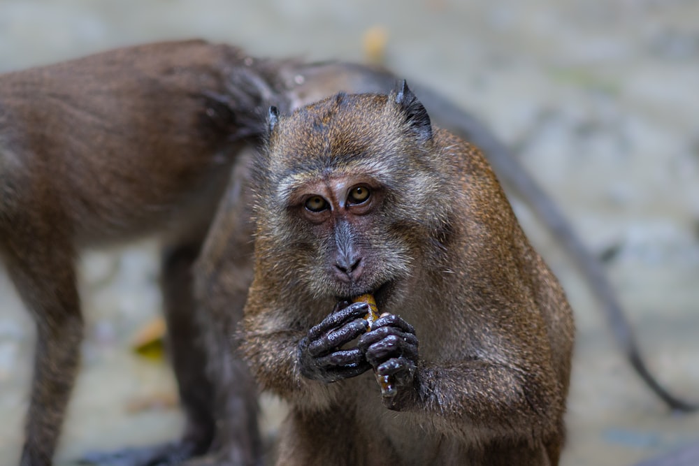 Un singe mange un morceau de nourriture