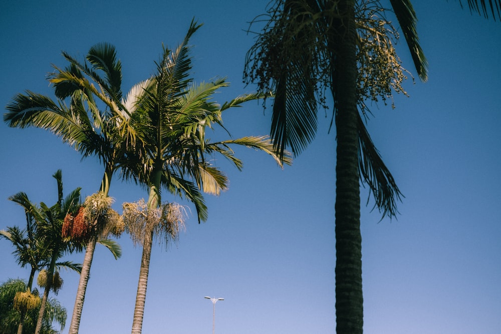 a row of palm trees on a sunny day