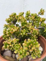 A vibrant succulent thriving in a Porocota maceta S, highlighting the pot’s porosity and natural textures.