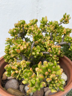 A vibrant succulent thriving in a Porocota maceta S, highlighting the pot’s porosity and natural textures.