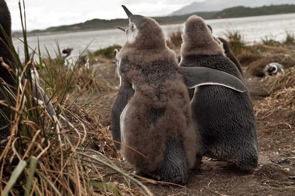 Un couple de pingouins debout au sommet d’une plage