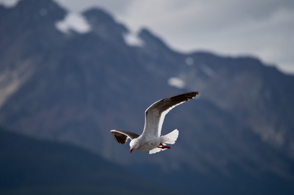 a seagull flying in front of a mountain range