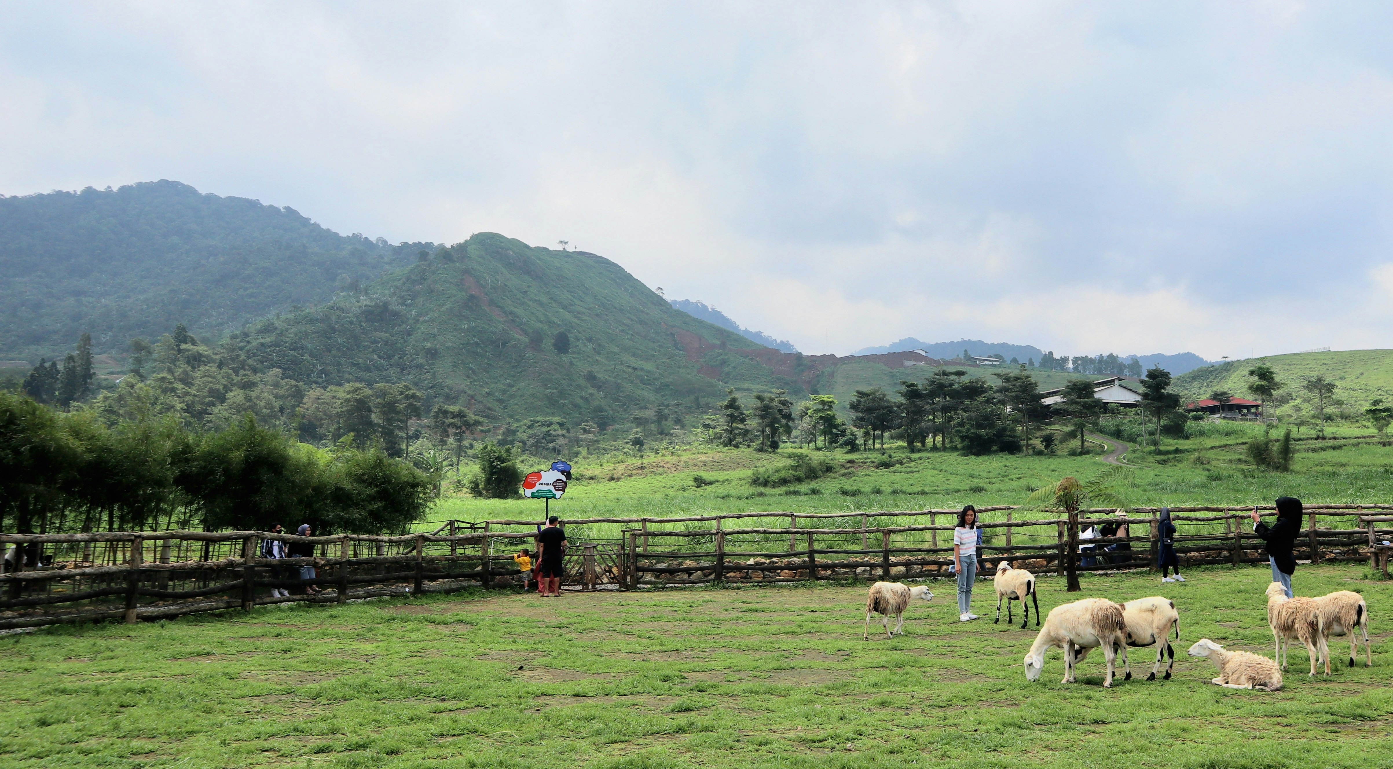 Un gregge di pecore in piedi in cima a un campo verde lussureggiante
