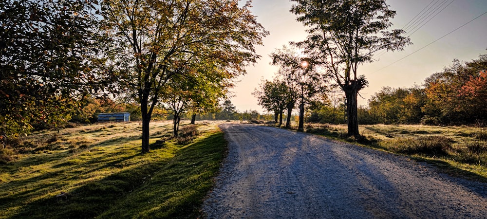 a dirt road surrounded by trees and grass