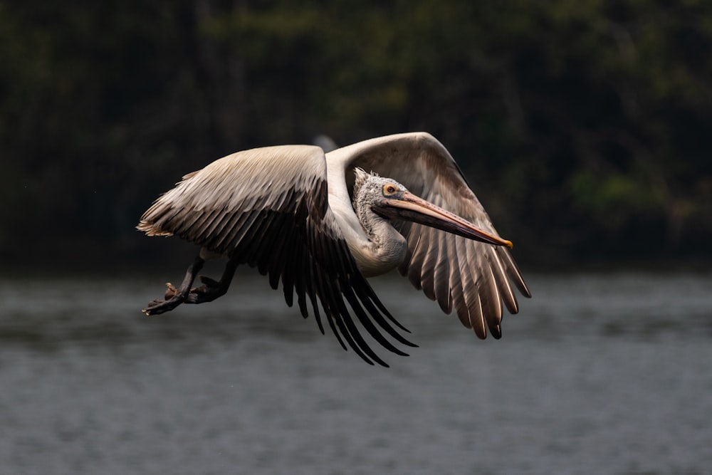 a large bird flying over a body of water