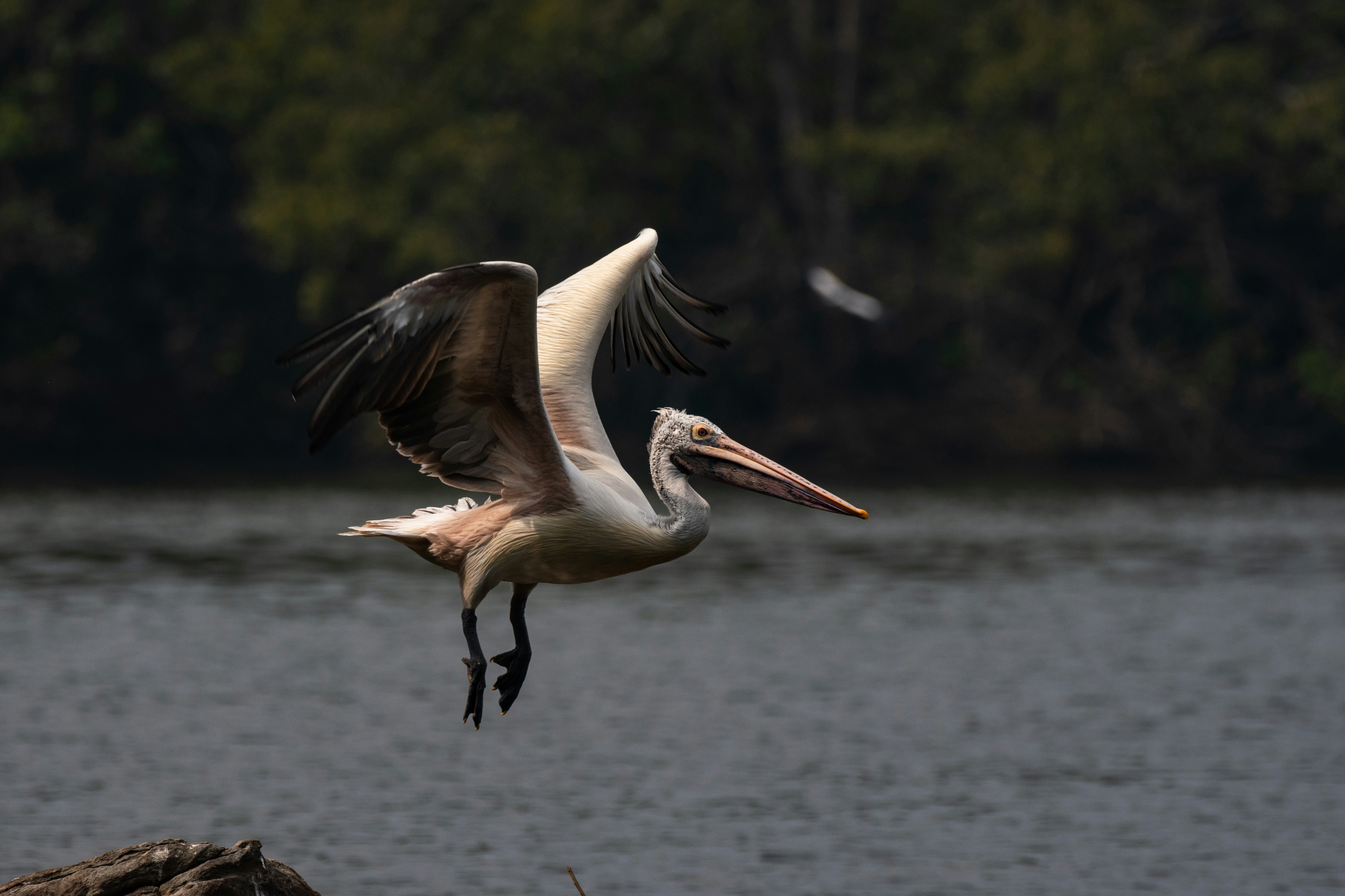 Un gran pájaro volando sobre un cuerpo de agua