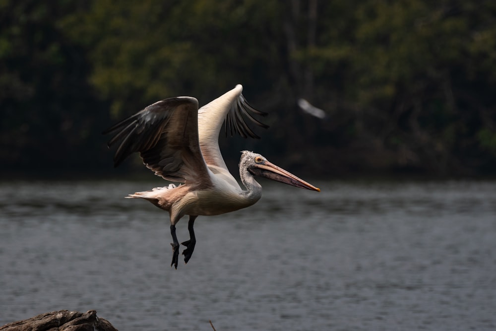 a large bird flying over a body of water