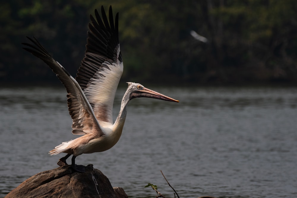 a large bird with a long beak standing on a rock