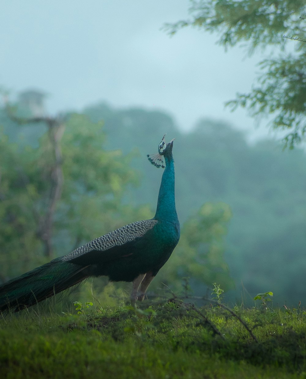 a peacock standing on top of a lush green field