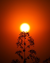 the sun is setting behind a tree branch