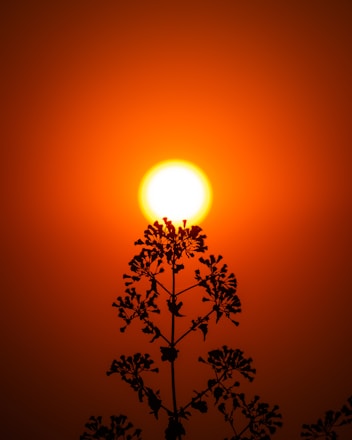 the sun is setting behind a tree branch