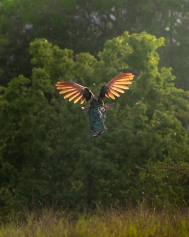 A bird is in mid-flight with its wings spread wide, displaying a beautiful contrast of orange and dark feathers. The background consists of lush green foliage, creating a natural and serene setting. The sunlight enhances the vibrant colors of the bird's wings.