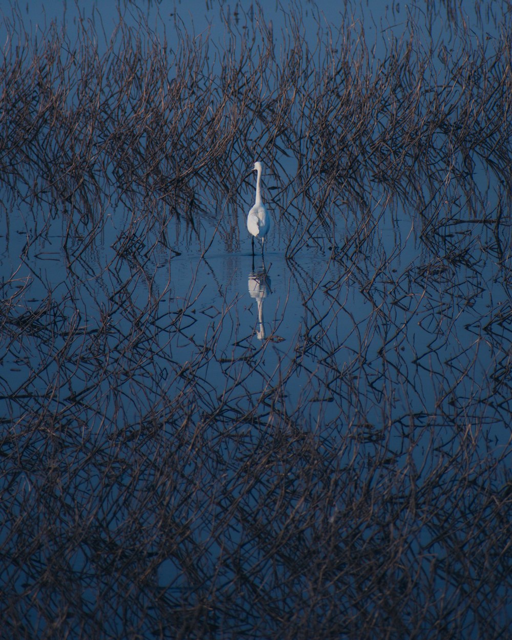 a white bird is standing in the water