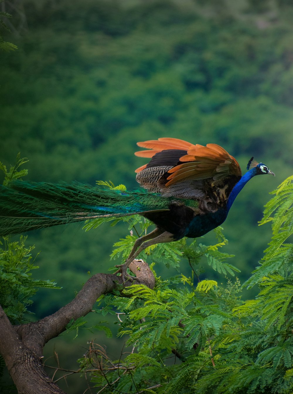 a colorful bird is perched on a tree branch