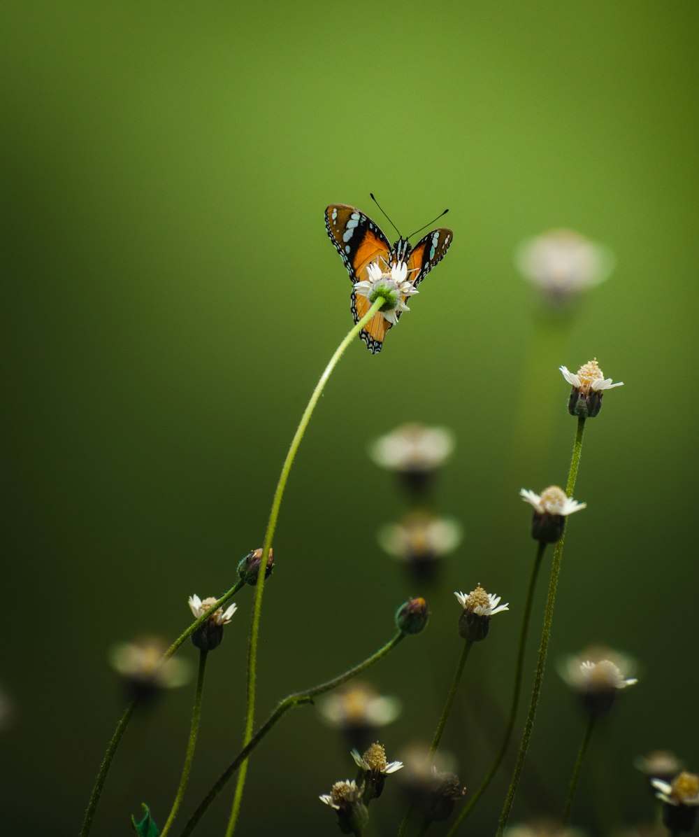 a butterfly sitting on top of a flower