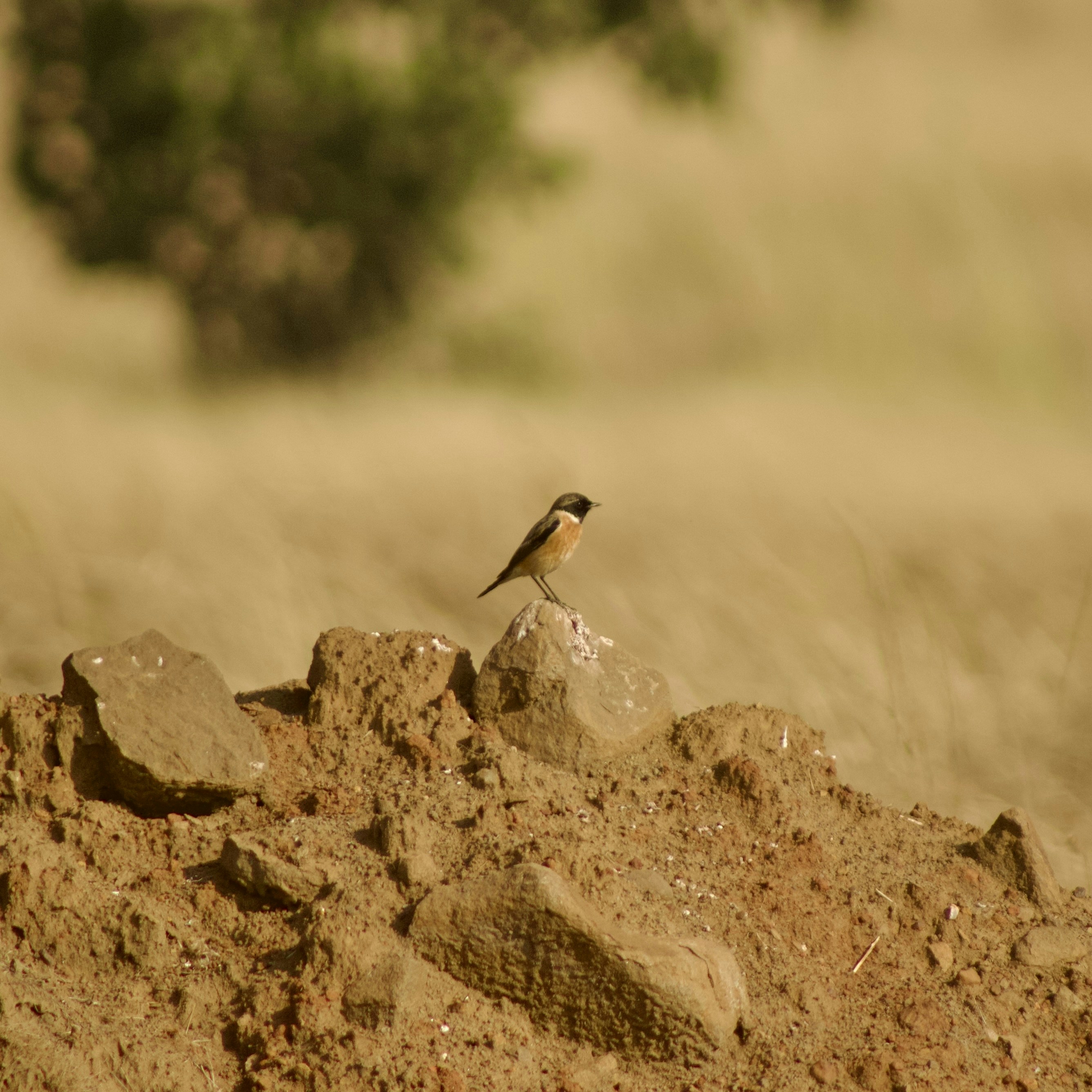 Photo by binnymanohar