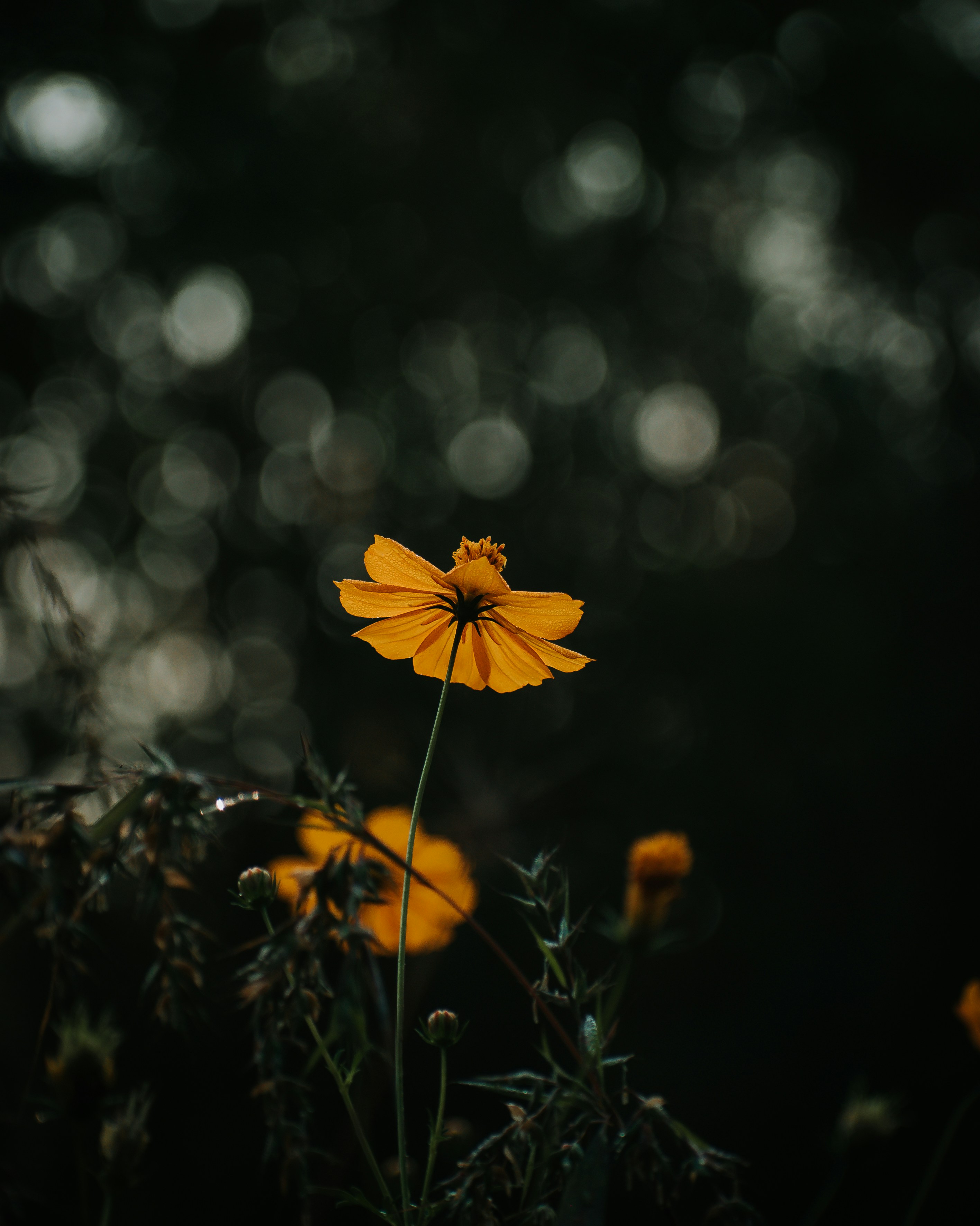 Photo by sagarkulkarni