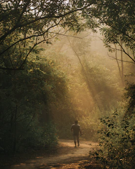A serene solo traveler enjoying a peaceful moment by a quiet forest bathing path at dawn.