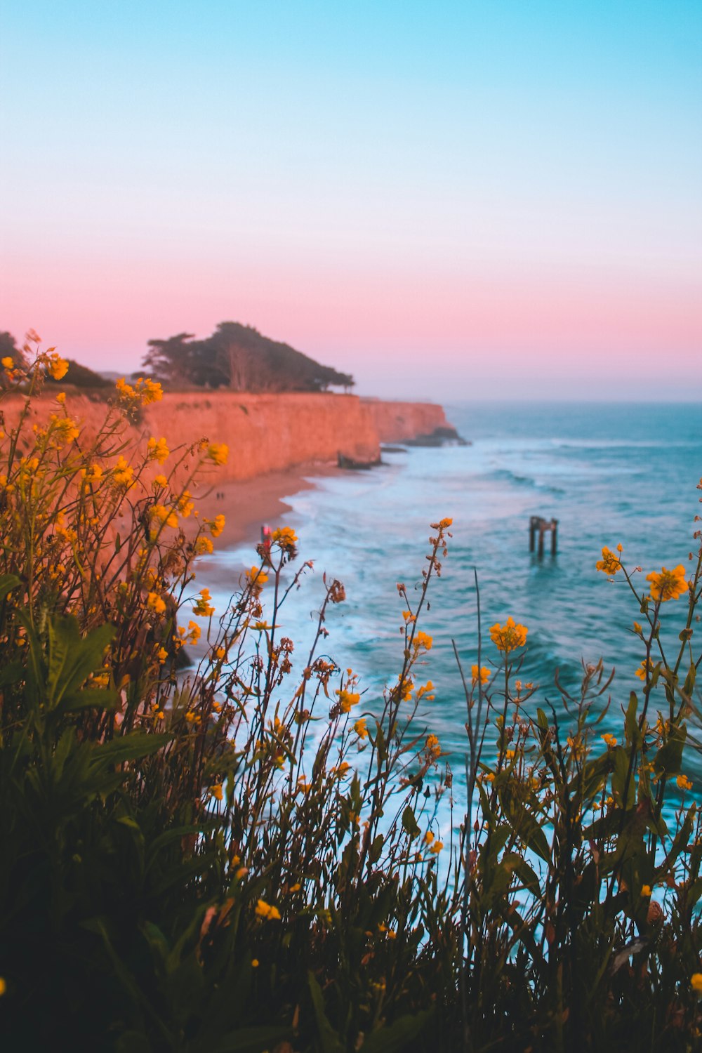 a view of a body of water with yellow flowers in the foreground