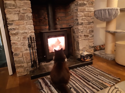 A cat sits on a striped rug in front of a lit wood-burning fireplace. The fireplace is set within a stone wall, and next to it are tools for managing the fire. To the right, there is a multi-level cat tree. The setting appears cozy and warm.