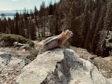 a squirrel sitting on top of a large rock