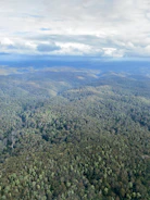 A vast aerial view of Latvia’s dense forest stretching beyond the horizon under soft morning light