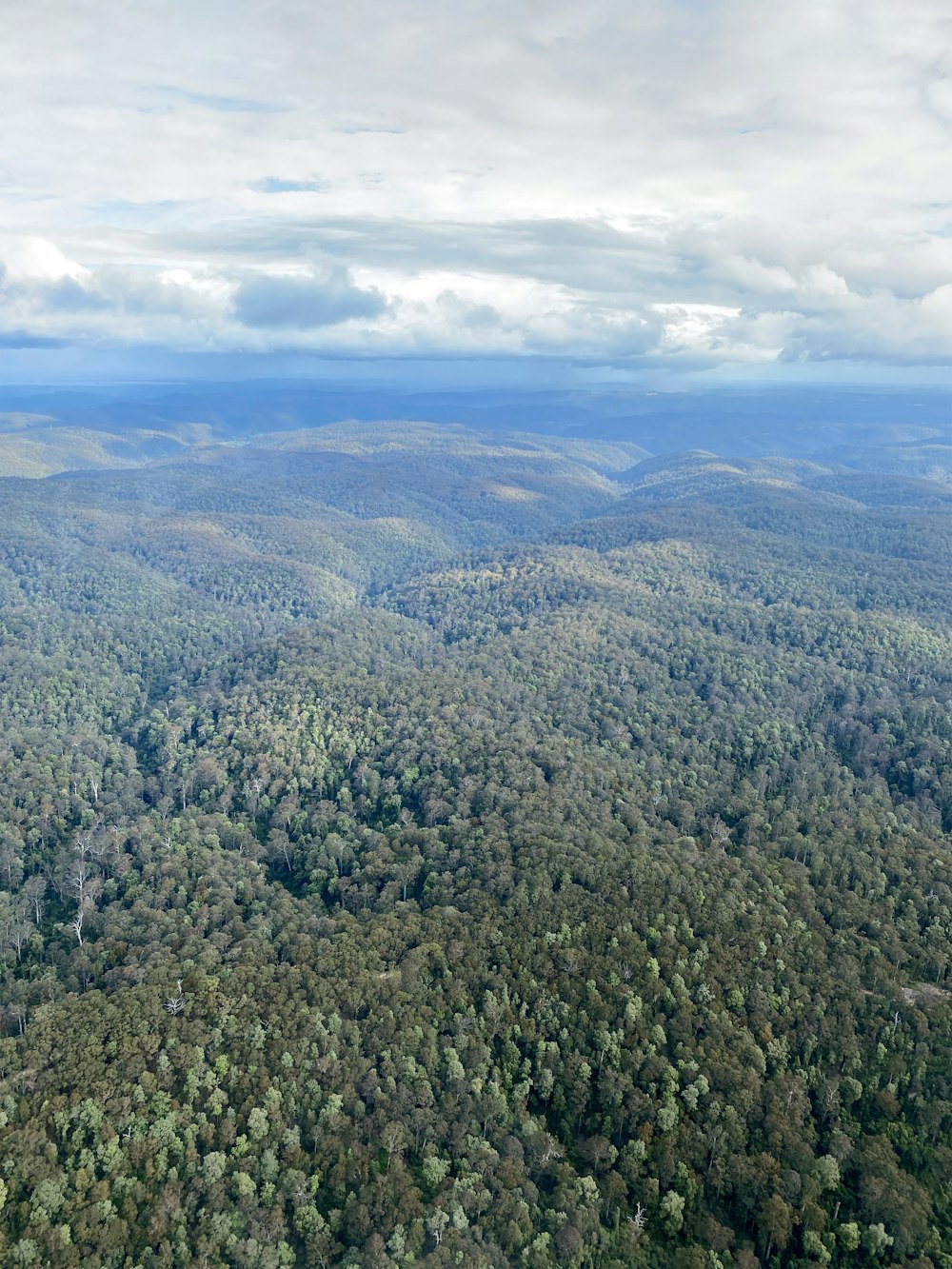 an aerial view of a forested area in the middle of the day