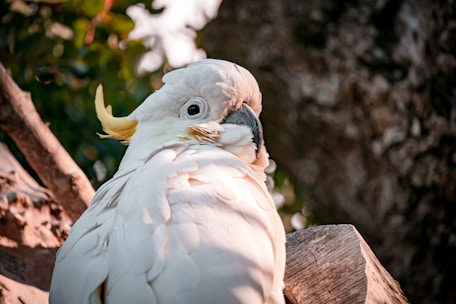 A close-up of a healthy exotic bird perched on a branch.