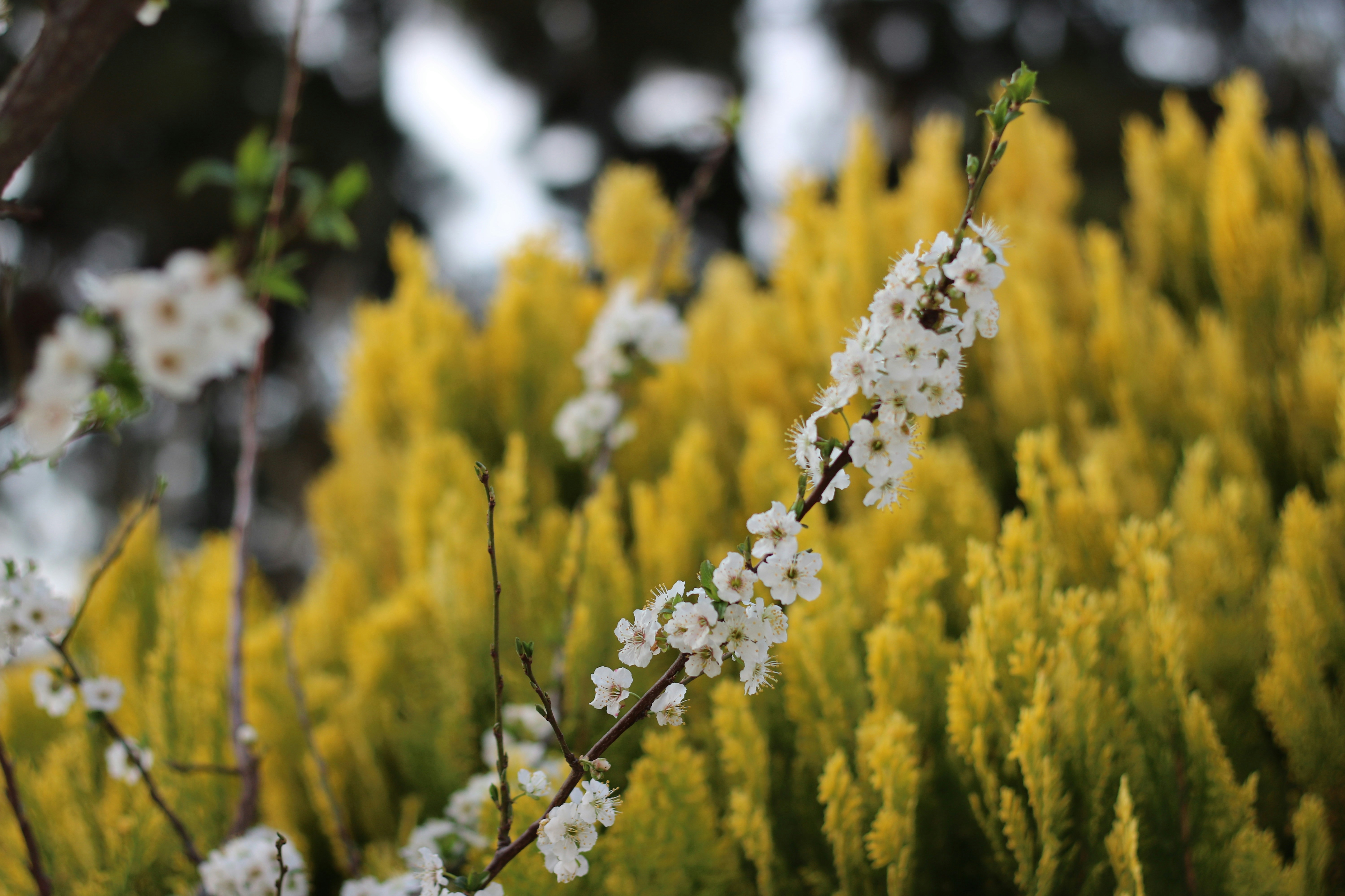 Ein Strauß weißer Blumen auf einem Baum
