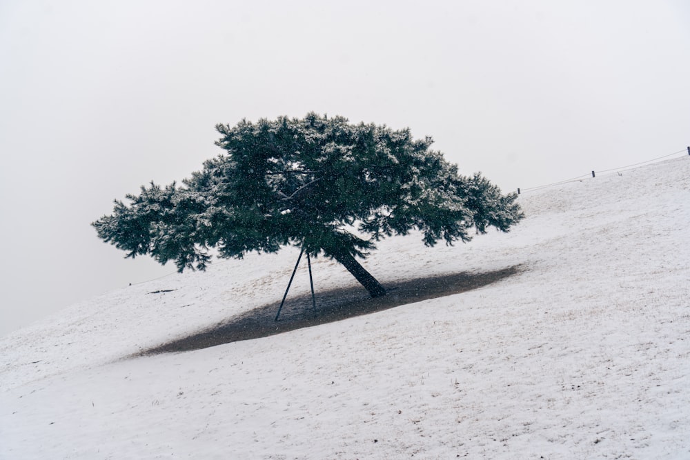 a lone tree on a snowy hill with people in the distance