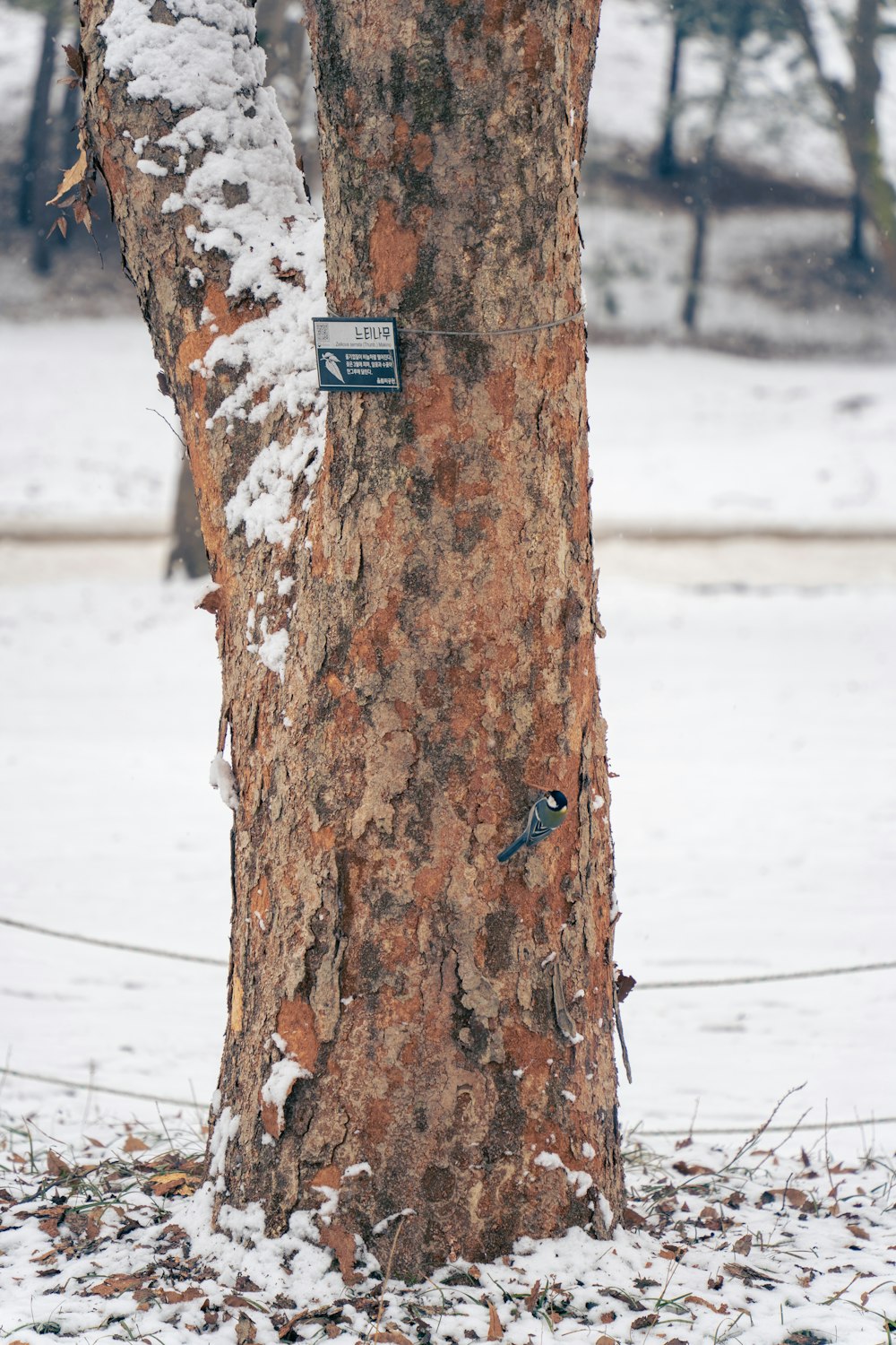 a bird is perched on a tree in the snow