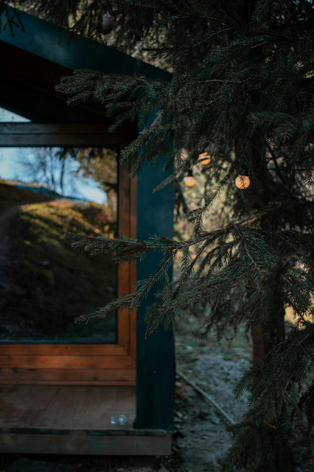 a close up of a pine tree near a door