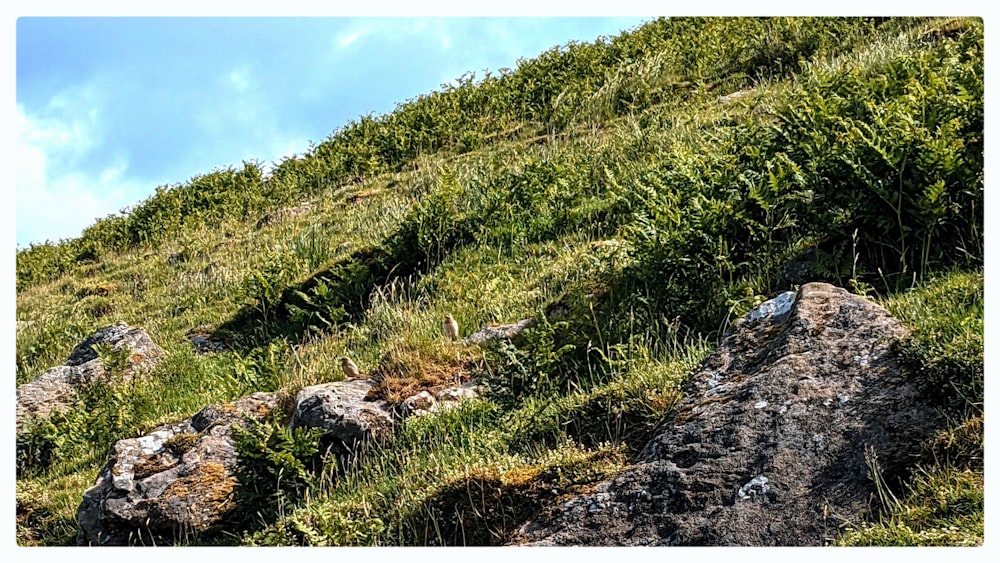 a sheep that is standing in the grass