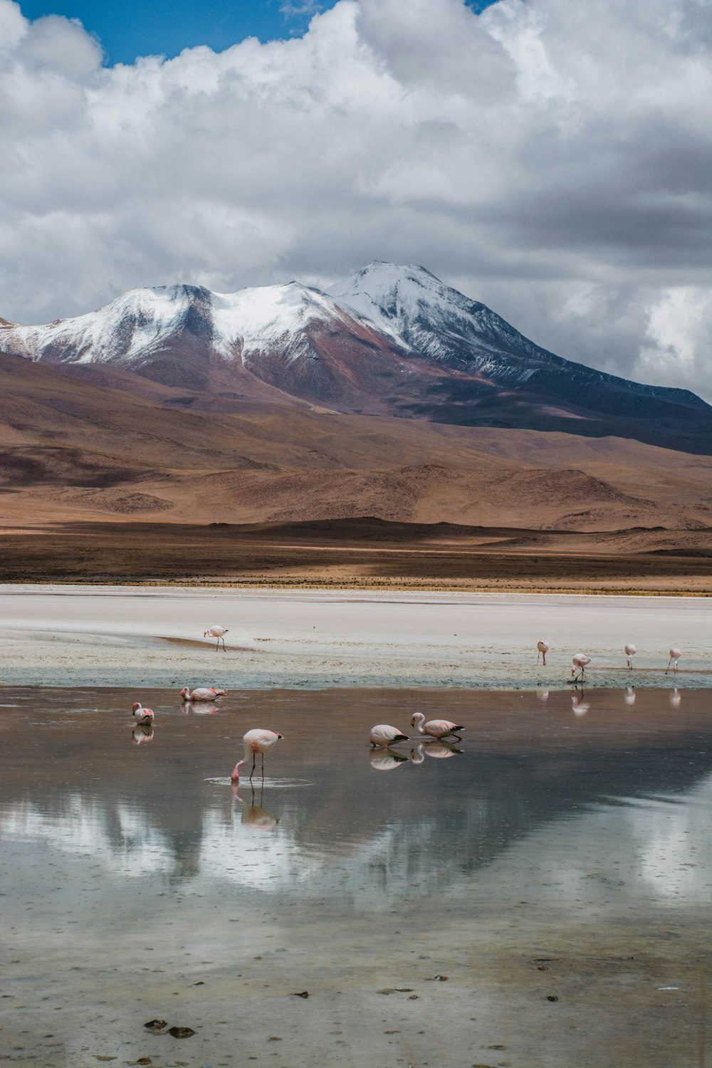 Un grupo de flamencos están parados en el agua