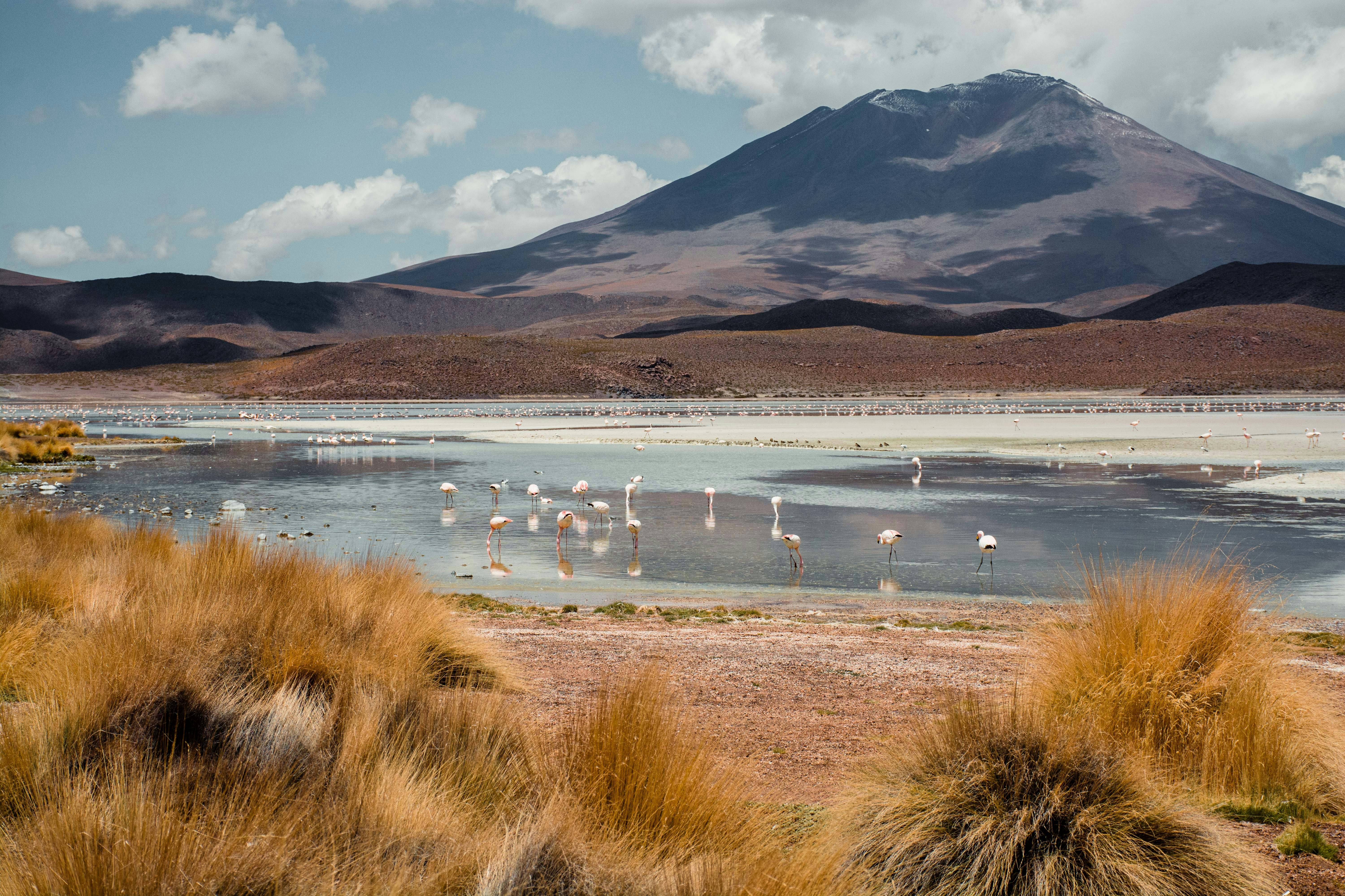Un grupo de flamencos en un lago con una montaña al fondo