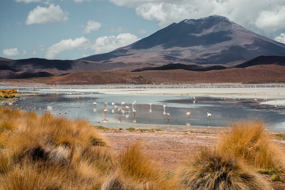 um grupo de flamingos em um lago com uma montanha ao fundo