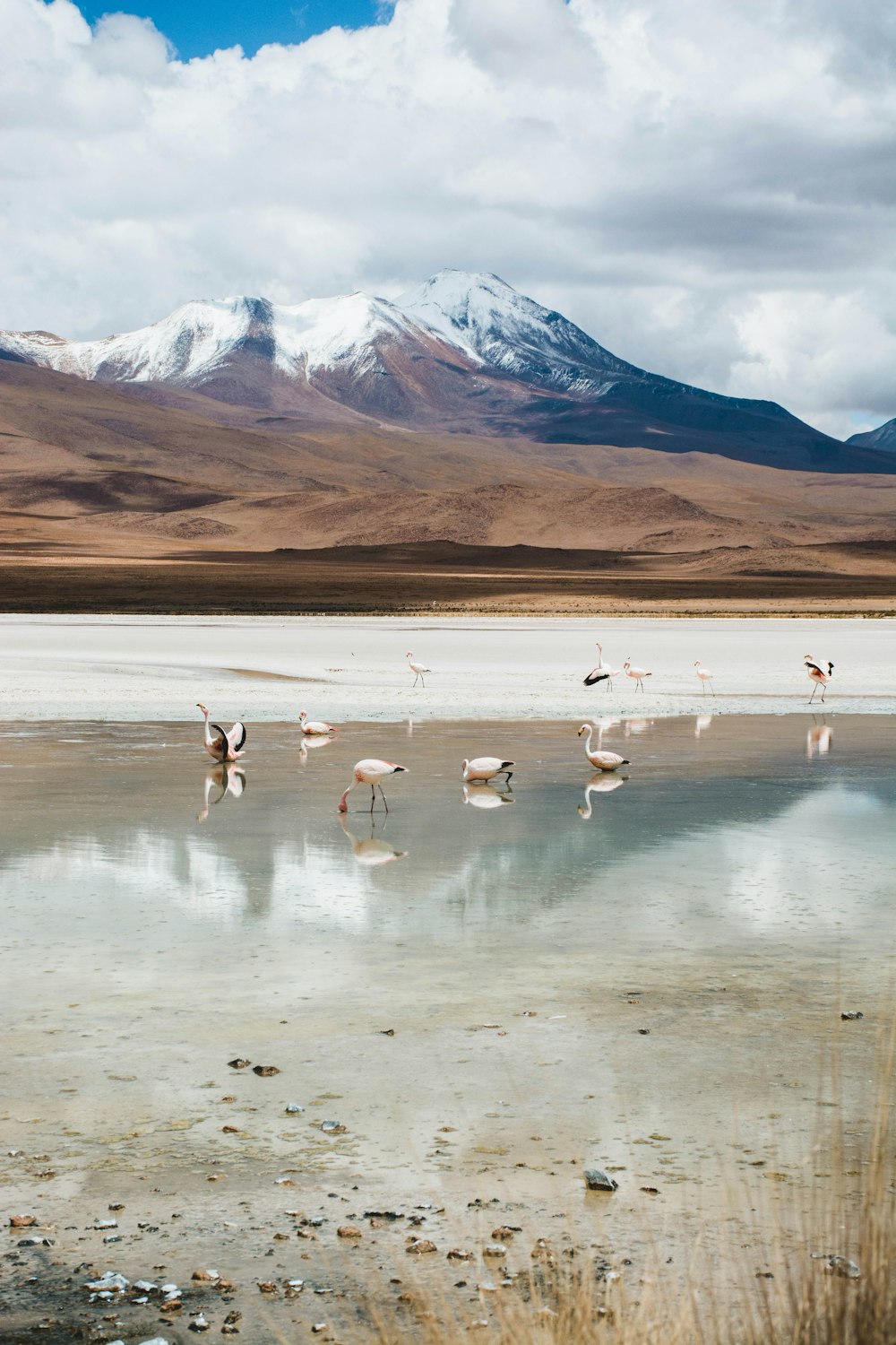 a group of flamingos standing in a lake with mountains in the background