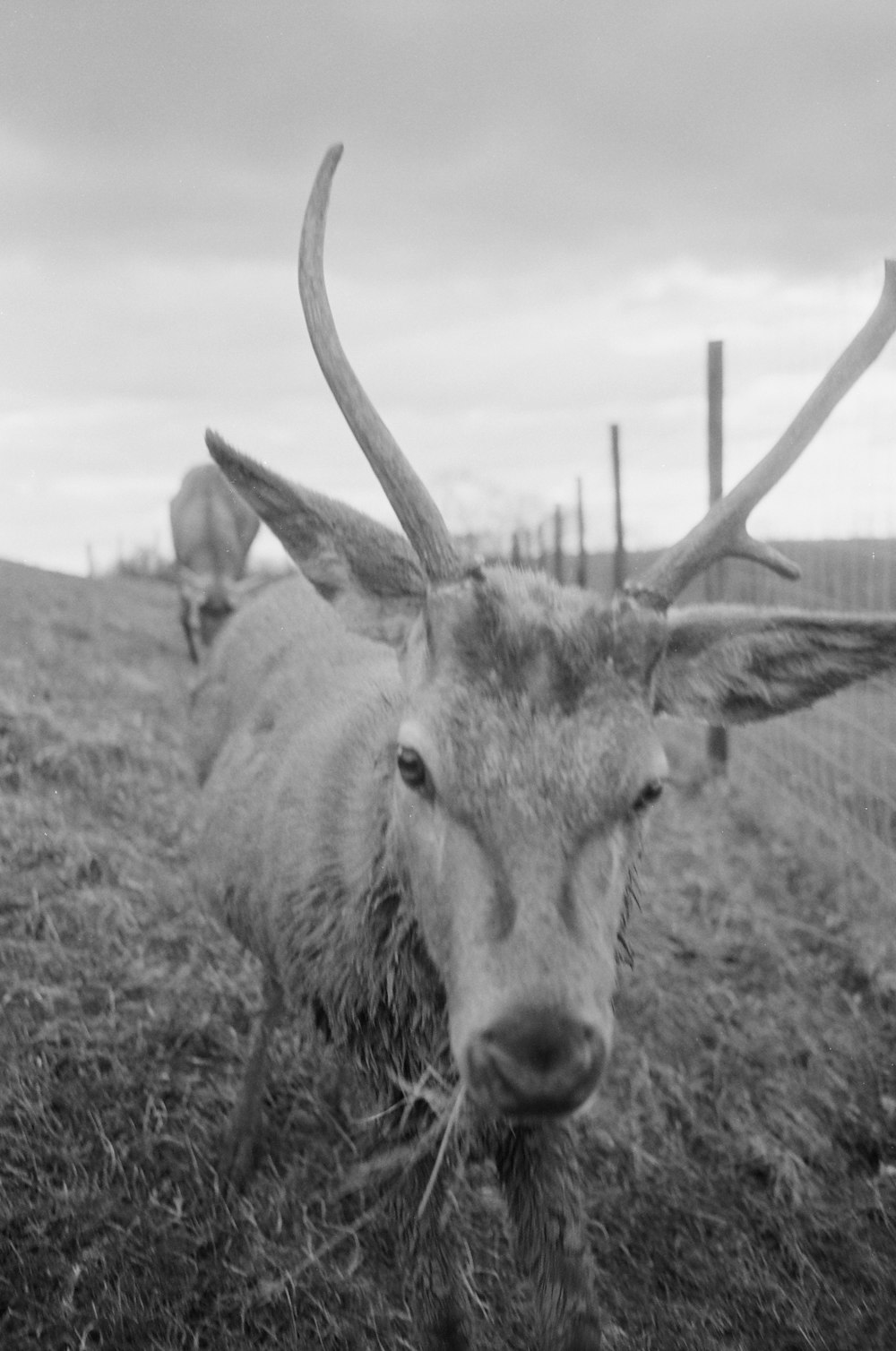 a black and white photo of a deer in a field