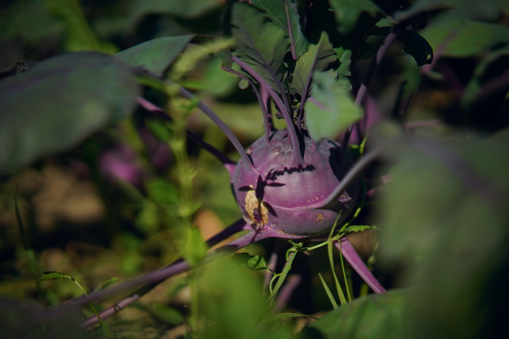 a close up of a purple flower on a plant