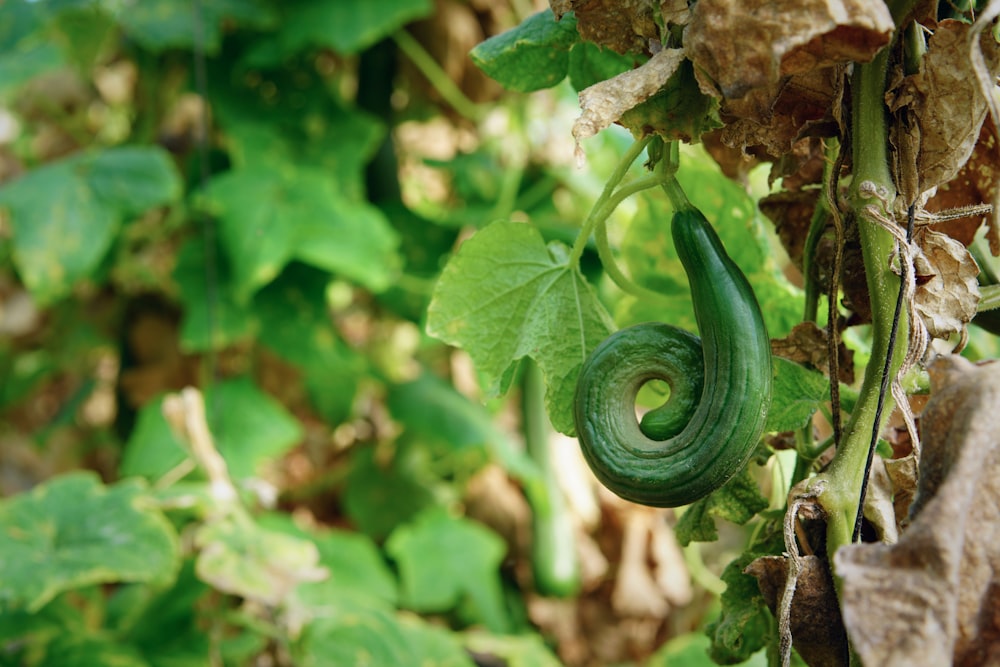 a close up of a green plant with leaves